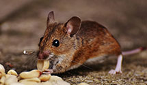 24 Hour & Emergency Exterminators in Valley Township, PA